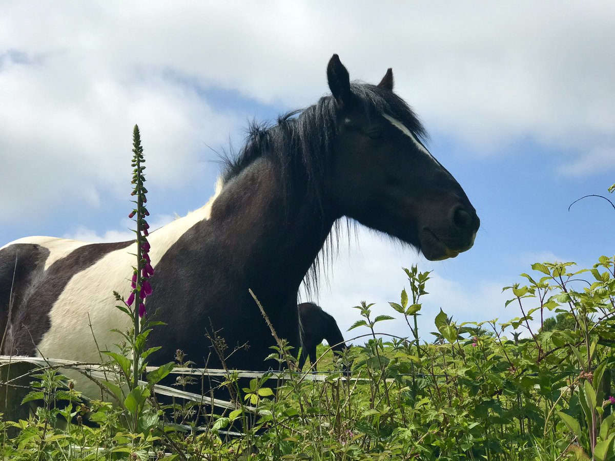 BlueWaters_H0L's tweet image. Horses in the fields along the mining trail #lanner #cornwall
