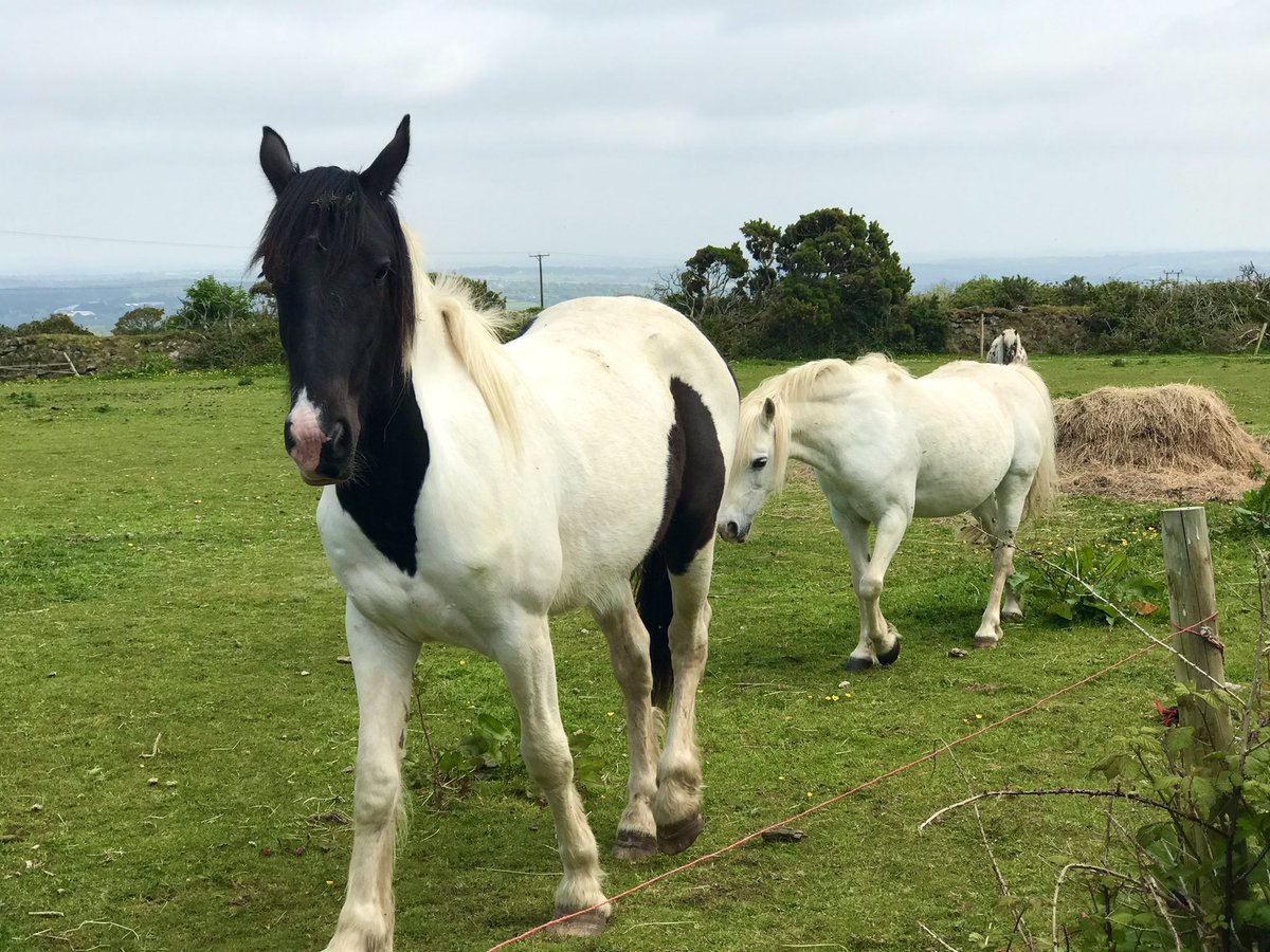 BlueWaters_H0L's tweet image. Horses in the fields along the mining trail #lanner #cornwall