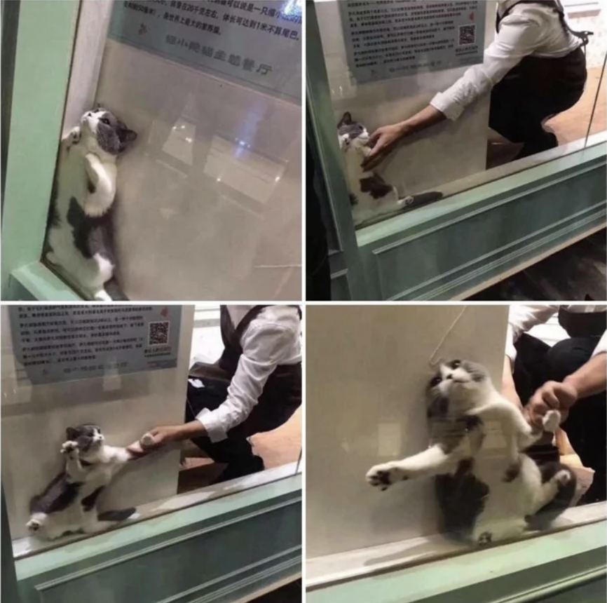 dragging my normie frens into the cult like