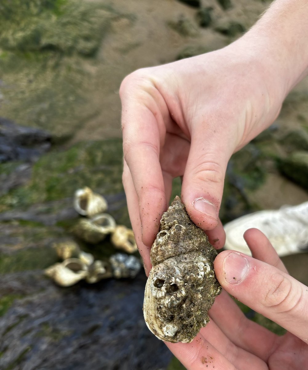 Steve was out with pupils &amp; staff from <a href="/MorayPS/">Moray Primary School</a> yesterday to Silversands, Fife.  This provides a unique and enriching learning environment, fostering hands-on experiences and connecting students with the natural world 😎👍 <a href="/FalkirkOutdoors/">Falkirk Outdoors</a>  <a href="/falkirkcouncil/">Falkirk Council</a> <a href="/ASNFalkirk/">Falkirk Council ASN Service</a> <a href="/ScotGovEdu/">ScotGov Education</a>