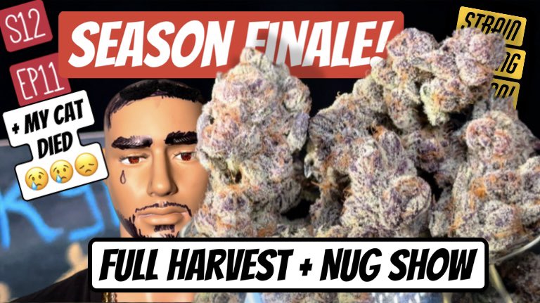 If ya wan see some of the best nugs around and learn about genetics, the new video is out youtu.be/x8Ptz-DPuhw?si… 
#cannabis #cannabiscommunity #thegrowunderthestairs #nugporn