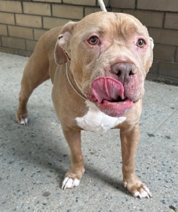 samj_jane's tweet photo. π Kill command π
Simba 8yr #Senior 224750
#Nycacc π¨ has osteoarthritis chronic Otitis social affectionate in prev home needs Urgent #Foster
Dm @CathyPolicky #Pledge4Rescue #FostersSaveLives Save Simba ππ https://t.co/QhzvGBfCgy