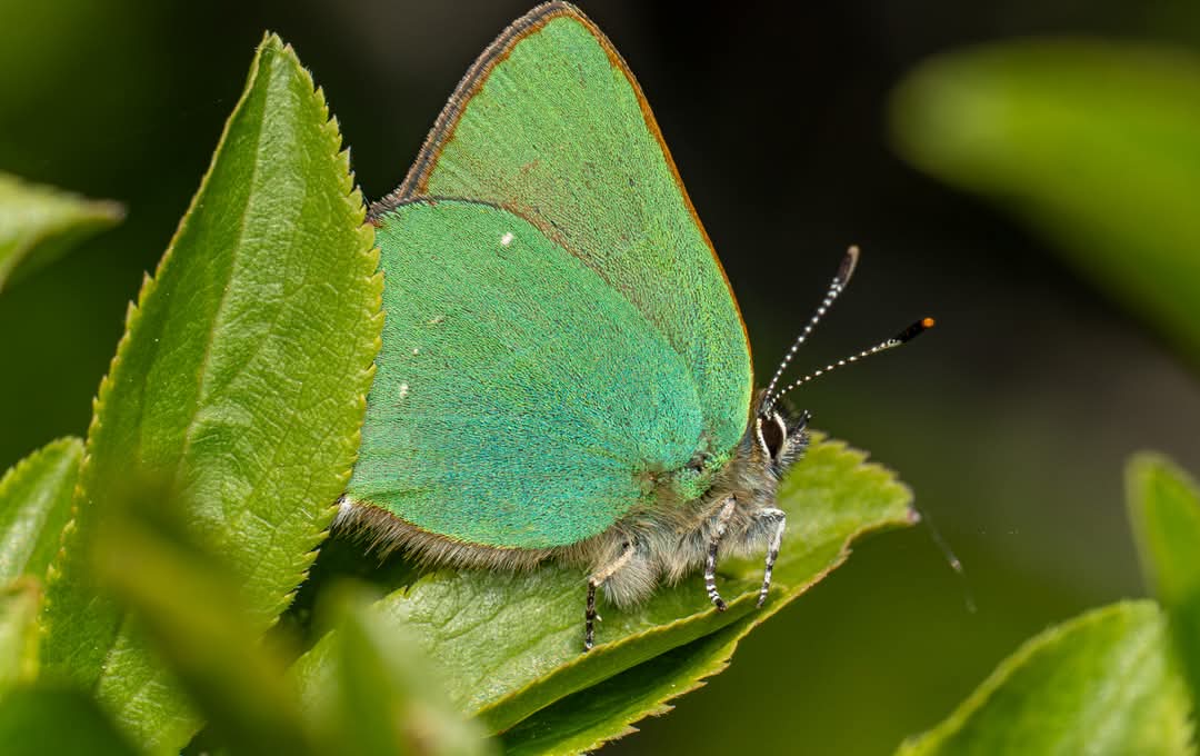 I last spotted a green hairstreak butterfly on the road through the centre of Dowrog Common on a hot, sunny day in May in 2009. Yesterday, I spotted this beauty in exactly the same spot as my 2009 spot. 

📸 Armando Rosario Lebron
