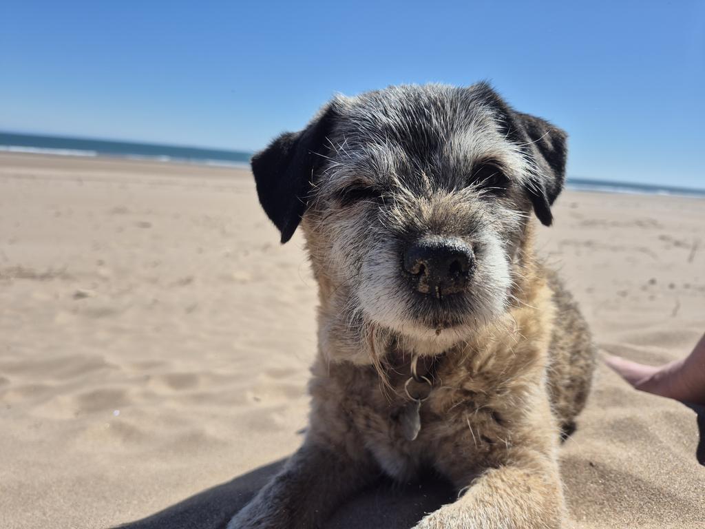 Sir HaggisBT (@haggisbt) on Twitter photo ##BTPosse <a href="/HWicket/">Lord Wicket 🐾🏴 feat. Lady Bogle 🐾🥰</a> sooooo Palz.. Bogle and beaches go togevva like sossiges and bacon. ##BTPosse <a href="/HWicket/">Lord Wicket 🐾🏴 feat. Lady Bogle 🐾🥰</a> sooooo Palz.. Bogle and beaches go togevva like sossiges and bacon.