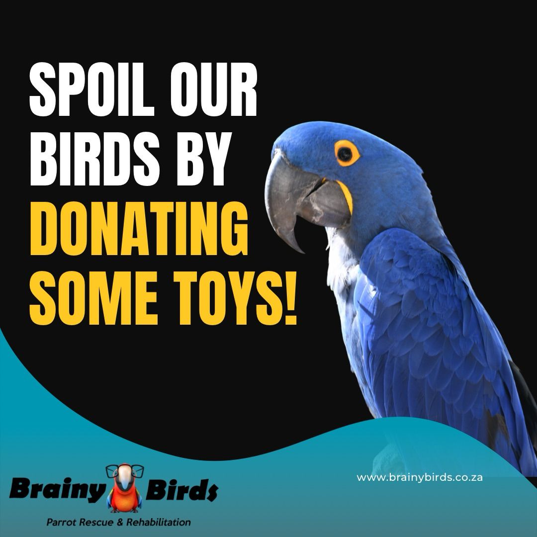 brainybirds_sa's tweet photo. With the cold weather the birds got bored with having to stay indoors more and being under blankets - let's get them some stuff to take their frustrations out on rather than our volunteers. 

https://t.co/UMvGYabsgp

https://t.co/oVkTEEHrY0 https://t.co/QlrpcadxgG