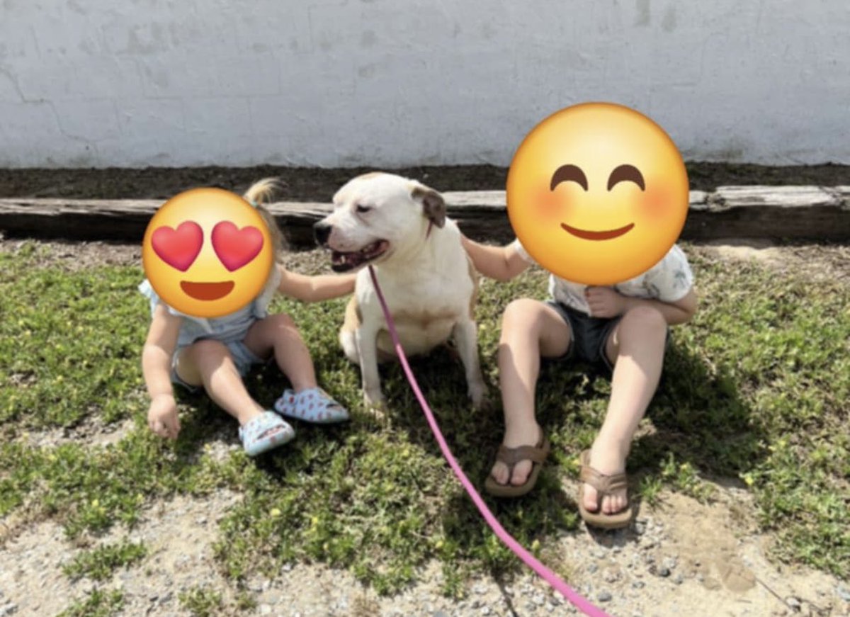 Looking for a BEST girl with a smile that lights up the room?
A certified grade A co-pilot who’s up for weekend adventures or couch potato chillin?
A lover of children &amp; a big ole snuggle bug? Beth is 3yo, 37 lbs &amp; was rescued from a life of neglect in an outdoor filthy crate.