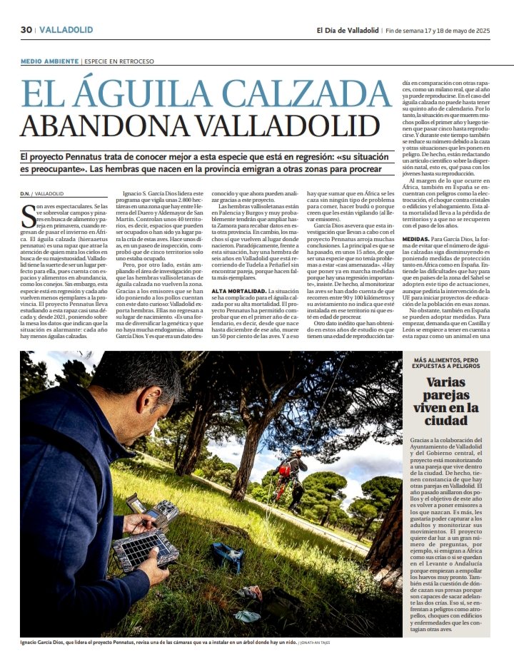 isgdios's tweet photo. Entrevista publicada en el DIA DE VALLADOLID este fin de semana, donde presentamos datos inéditos del águila calzada, y abordamos los principales problemas de conservación.

Blog águila calzada:

https://t.co/98QGZ8YyKv https://t.co/UEwOFI99pU