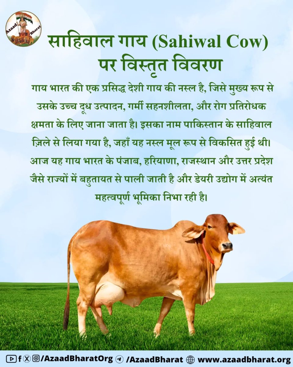 AzaadBharatOrg's tweet photo. साहिवाल गाय भारत की गौरवशाली देशी नस्लों में से एक है, जो न केवल दूध उत्पादन में अग्रणी है बल्कि कम लागत, उच्च सहनशीलता और प्राकृतिक वातावरण में जीवन यापन की विशेषताओं के कारण किसानों की पहली पसंद बन चुकी है। 
पूरी पोस्ट पढ़े 👉🏻https://t.co/htq6x4BXyU https://t.co/wcY2Ift1CE