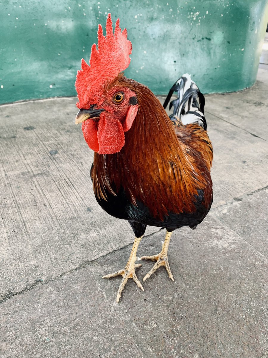 AlexRamito26's tweet photo. Most people wait for the right time to speak up.The rooster doesn’t. He just crows — fully present, unapologetically loud.

A lesson in self-efficacy… straight from a sidewalk in Puerto Rico. 🐓

#Psychology #Perspective
Blog in the comments! https://t.co/8PjY1xB92D
