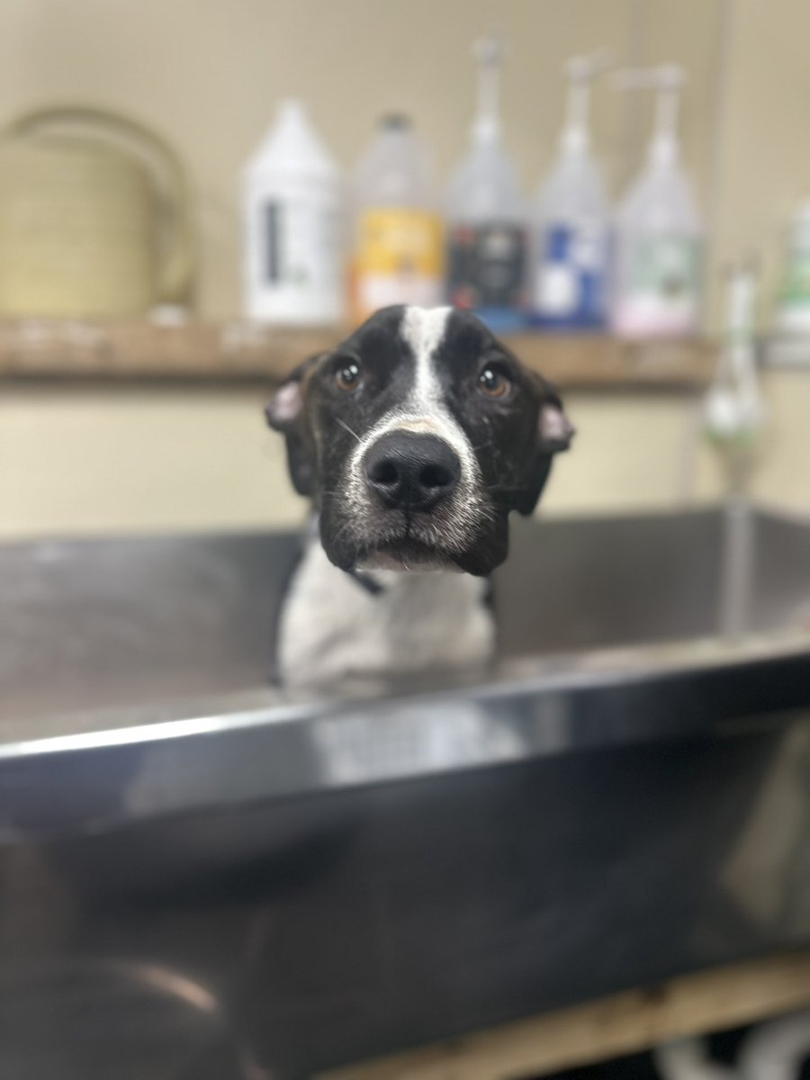 Looking for a handsome young man who will appreciate your cooking like nobody’s business?
Bennett is a young, affectionate, active boy recovering from total abandonment in a decrepit house.
Starved &amp; abused, he’s still a trusting, loving boy who would love a person of his own!