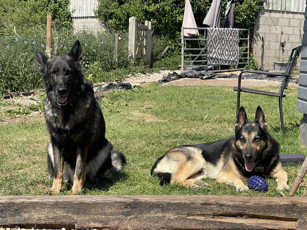 RPDQuest's tweet image. Mum is still doing the garden vader @VaderGSDR & I have been supervising her work!!