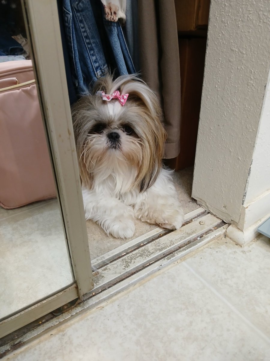 So yuz tellin me that if I leavez my hidie place, me goin to tha grommerz? Letz me think 🤔 about thiz. Aaah NO! #ZSHQ #DOGS #dogday #dogsofX #Puppies #PuppyLove #Shihtzu #Cute #dogday #Dogmom #groomer #saturdaymorning #SaturdayVibes #saturdayfun