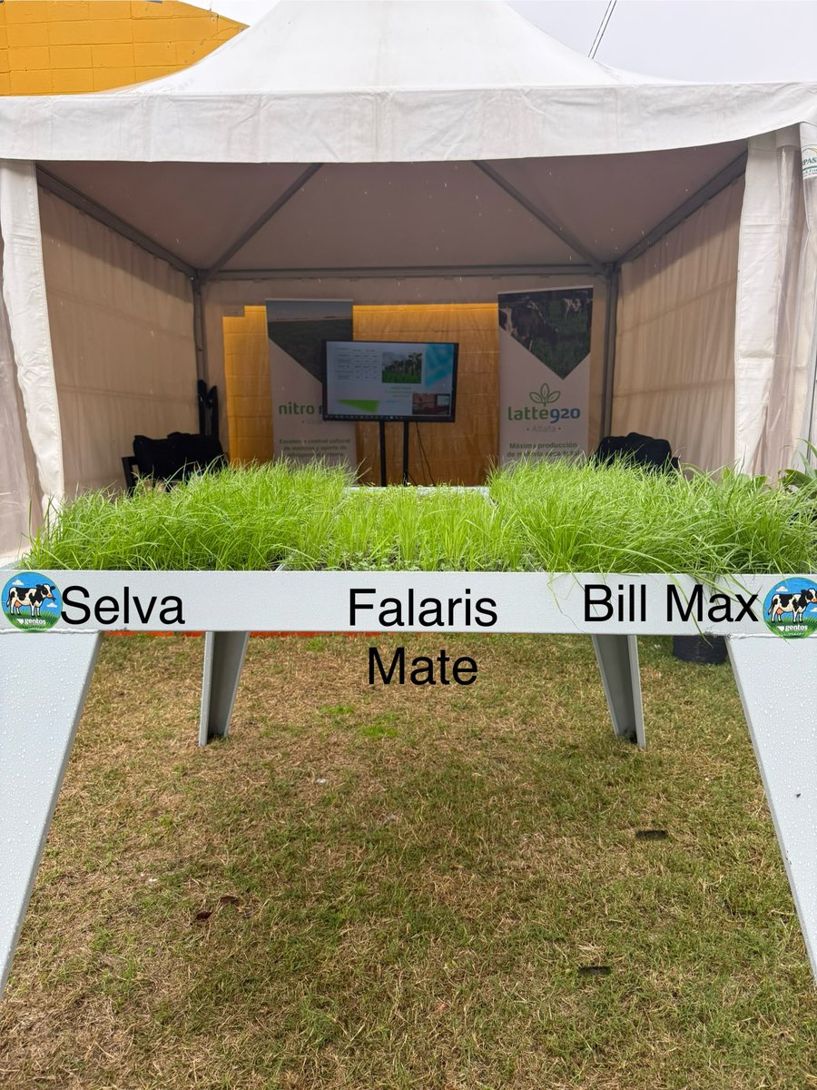 Tercer día de <a href="/mercolacteauy/">Mercolacteauy</a> y las pasturas de <a href="/GentosUy/">Gentos Uruguay</a> no paran de crecer