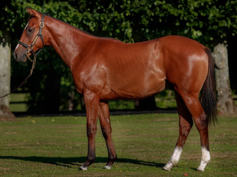 A stylish return to the races for Monceaux homebred Seattle, rolling by to break the maiden <a href="/NavanRacecourse/">Navan Racecourse</a> 

A son of <a href="/AgaKhanStuds/">Aga Khan Studs</a> Siyouni, the <a href="/InfoArqana/">ARQANA</a> August grad was bred by <a href="/Chinahorseclub/">China Horse Club</a>. 

Congrats to team <a href="/Ballydoyle/">Ballydoyle Racing</a>,  <a href="/coolmorestud/">Coolmore</a> &amp; <a href="/WhiteBirchFarm_/">White Birch Farm</a>