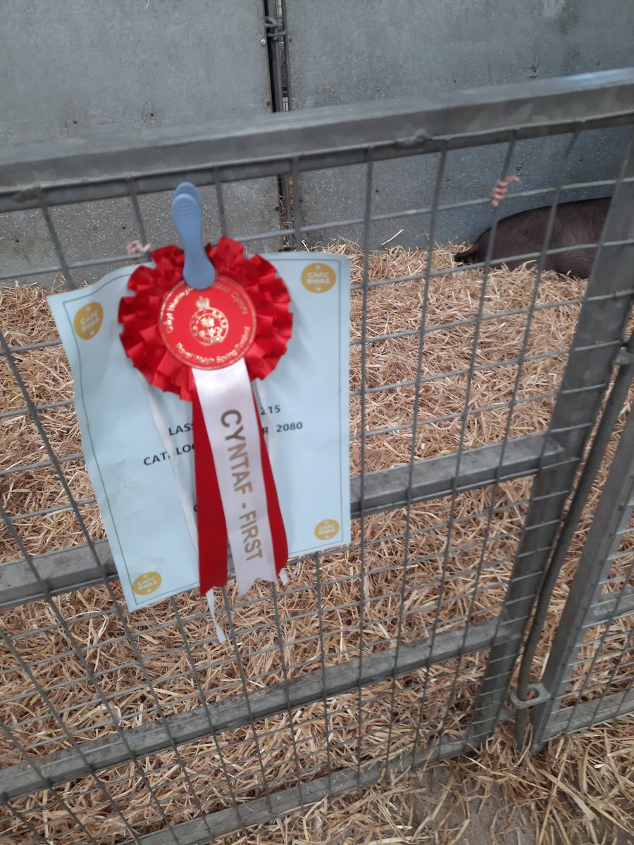 Afternoon update.  1st with young male and young female both born in January.  1st with sow and overall breed champion with the sow.(adult female pig). Will be in the overall champion pig all breeds tomorrow morning