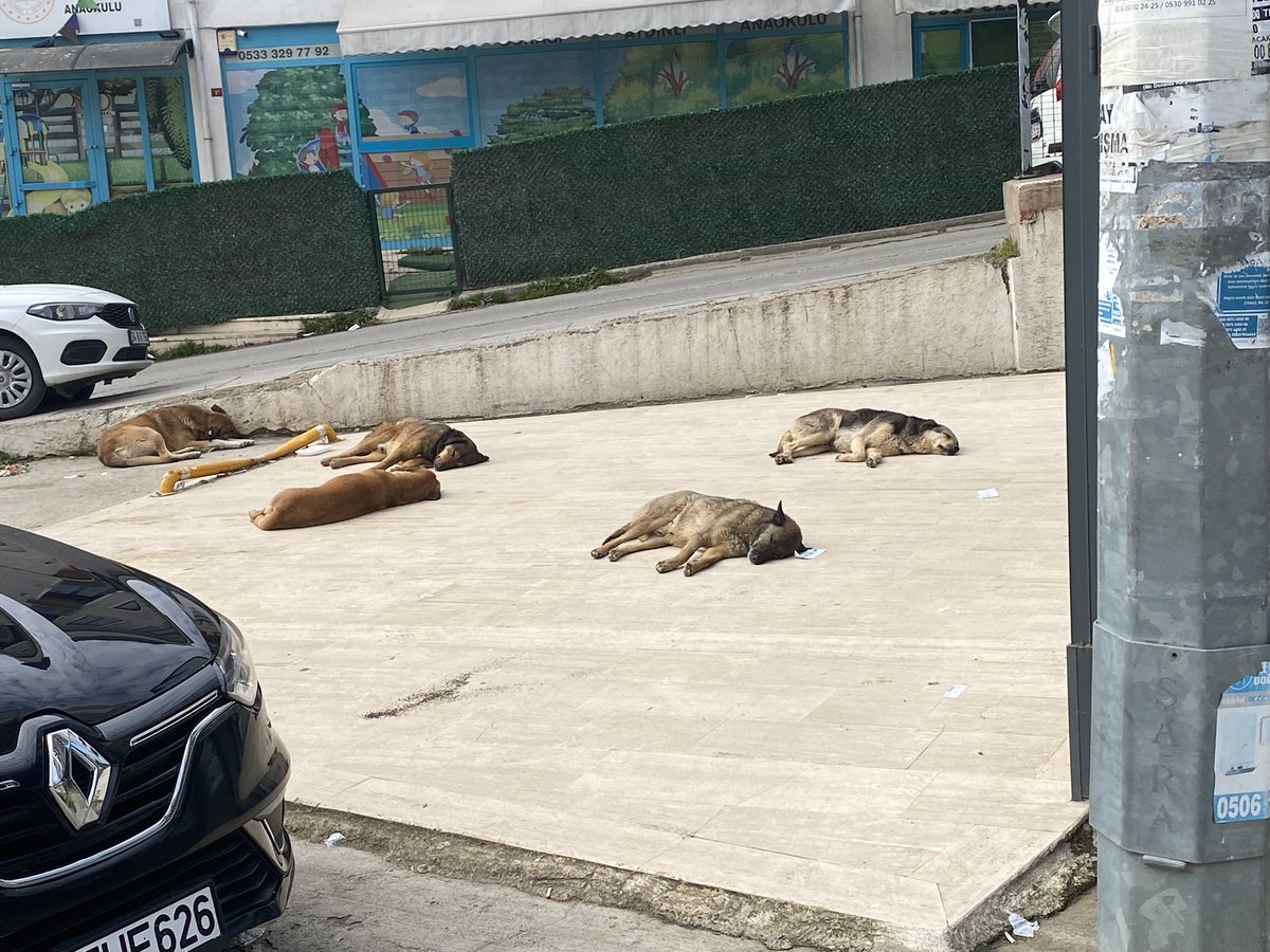 Başıboş Köpek Tehlikesi (@kopektehlikesi) on Twitter photo Yol kenarına onlarca kulübe koymuşlar ve 30'a yakın başıboş köpek besliyorlar. Köpekler gelene geçene saldırıyor.
Bunun terörden ne farkı var? Müdahale edin! <a href="/TuzlaBelediyesi/">Tuzla Belediyesi</a> <a href="/TcTuzla/">Tuzla Kaymakamlığı</a>
İstanbul, Tuzla, Aydınlı Mahallesi TopluKonutlar İETT Garajı Yol kenarına onlarca kulübe koymuşlar ve 30'a yakın başıboş köpek besliyorlar. Köpekler gelene geçene saldırıyor.
Bunun terörden ne farkı var? Müdahale edin! <a href="/TuzlaBelediyesi/">Tuzla Belediyesi</a> <a href="/TcTuzla/">Tuzla Kaymakamlığı</a>
İstanbul, Tuzla, Aydınlı Mahallesi TopluKonutlar İETT Garajı
