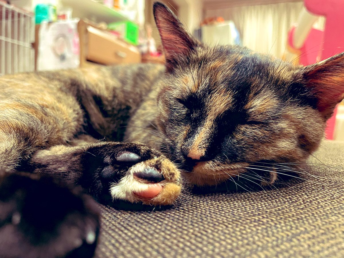 今日もいっぱい遊んで疲れましたニャ🐱