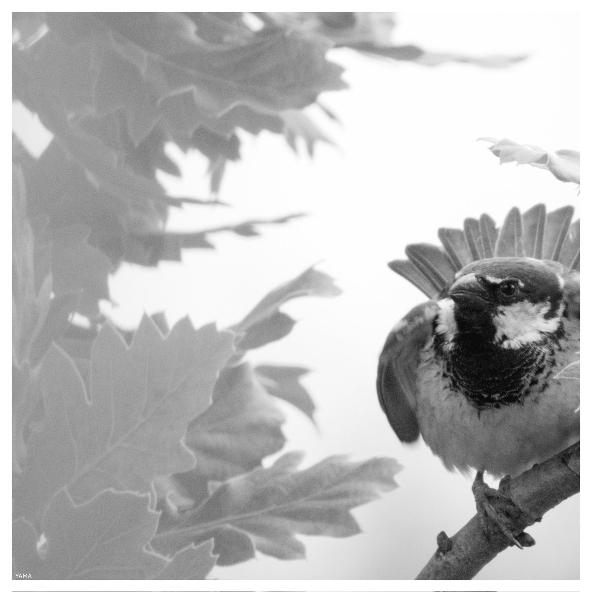 Yama_VP's tweet photo. •Floral Sparrow 

[Passer italiae] ♂️

#Floral #Sparrow #Passeritaliae #Passero #ParcoAltaMurgia #WildLife #WildLifePhotography #Birds #MurGeoPark #Italy #Puglia #Apulia #MurgiaAdventures 
#Photography
#Yama山 #山 https://t.co/CChJZXiikf