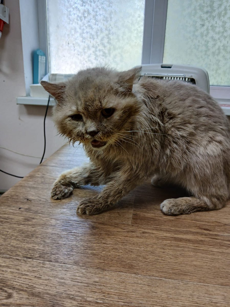 🆘Дорогой тви! Ситуация пиздец. На фото Боссик из x.com/evgeniaml/stat…

Вы видите то, что с ним сделала клиника. 
Нам нужна фин помощь, чтобы вернуть его к жизни 
89081433545 Евгения С
Т банк
Весь отчет тут как обычно 

Вчера перевезли его в нормальную клинику. Подробности 👇