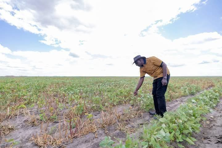 mohamed hassan omar (@hamud____) on Twitter photo A farm in Bute, Wajir that relies solely on rainfed agriculture versus a farm in Galana Kulalu under a Ksh 500 million+ irrigation scheme,now imagine the potential if the Bute Mega Dam is constructed.
I appeal to the President <a href="/WilliamsRuto/">William Samoei Ruto, PhD</a> to make this a top national priority. A farm in Bute, Wajir that relies solely on rainfed agriculture versus a farm in Galana Kulalu under a Ksh 500 million+ irrigation scheme,now imagine the potential if the Bute Mega Dam is constructed.
I appeal to the President <a href="/WilliamsRuto/">William Samoei Ruto, PhD</a> to make this a top national priority.