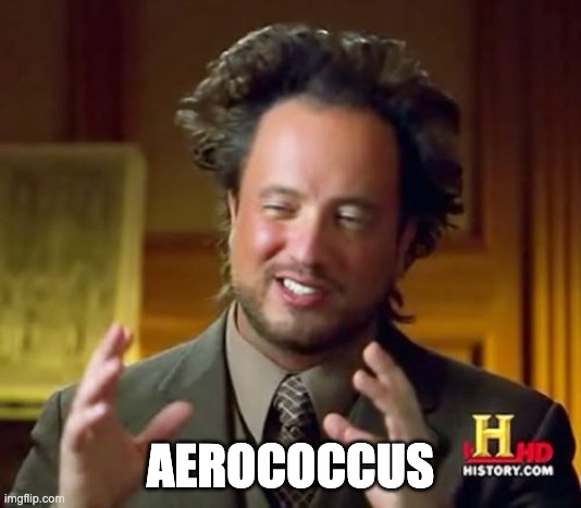 KASIC.MDRO (@kasic_mdro) on Twitter photo Assess and Address Aerococcus. Check out this week’s KASIC pearl to learn how to Beat the Bug: Aerococcus spp. ➡️kymdro.org/kasic/?p=8321
#IDTwitter #IDXPosts #AntimicrobialResistance #antimicrobialstewardship #rxtwitter #pharmacy #FOAMed #NPs #PAs
<a href="/KYHealthAlerts/">Kentucky Department for Public Health</a> Assess and Address Aerococcus. Check out this week’s KASIC pearl to learn how to Beat the Bug: Aerococcus spp. ➡️kymdro.org/kasic/?p=8321
#IDTwitter #IDXPosts #AntimicrobialResistance #antimicrobialstewardship #rxtwitter #pharmacy #FOAMed #NPs #PAs
<a href="/KYHealthAlerts/">Kentucky Department for Public Health</a>