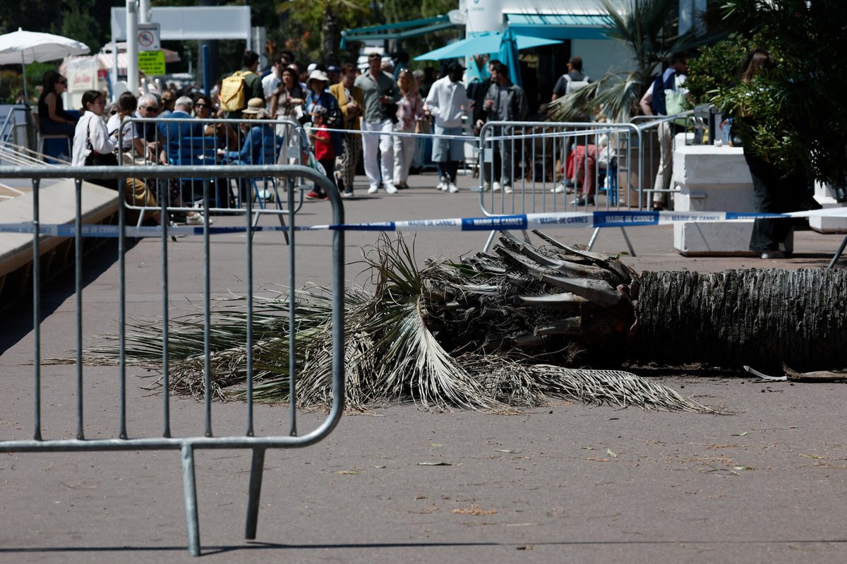 Hollywood Agent Injured By Falling Palm Tree At Cannes Film Festival Palm Tree Falls on Japanese Producer at Cannes Film Festival, Closing