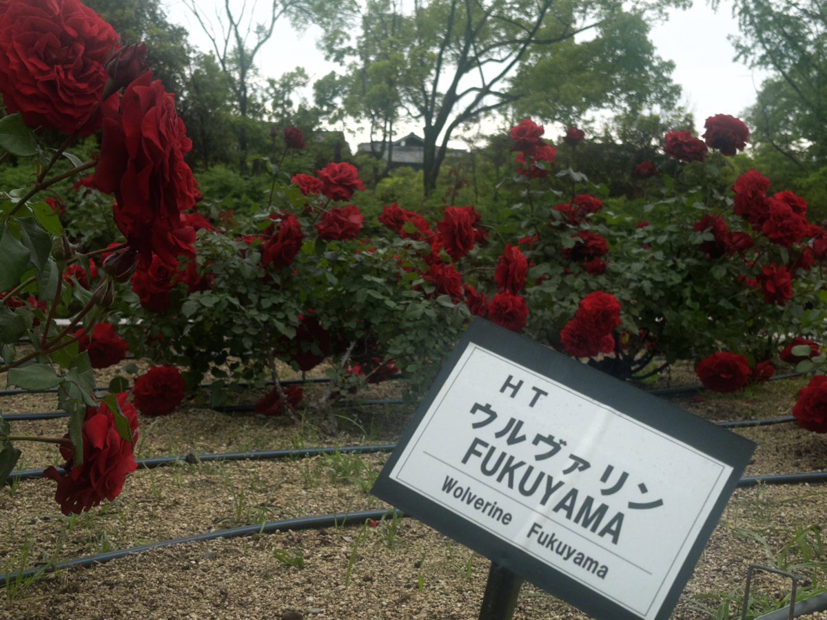 3eena_'s tweet photo. ばら🌹✨️堪能しまくりました😙ふうかちゃんが来てくれてたんだけど(大感謝祭)、少しの間緑町公園のばらピラミッド（？）回って色んなばら見て楽しかった!ラヴ🖤

あと、ウルヴァリンがいた！🐺ｶﾞｵｰ https://t.co/epxxrVQJ7v