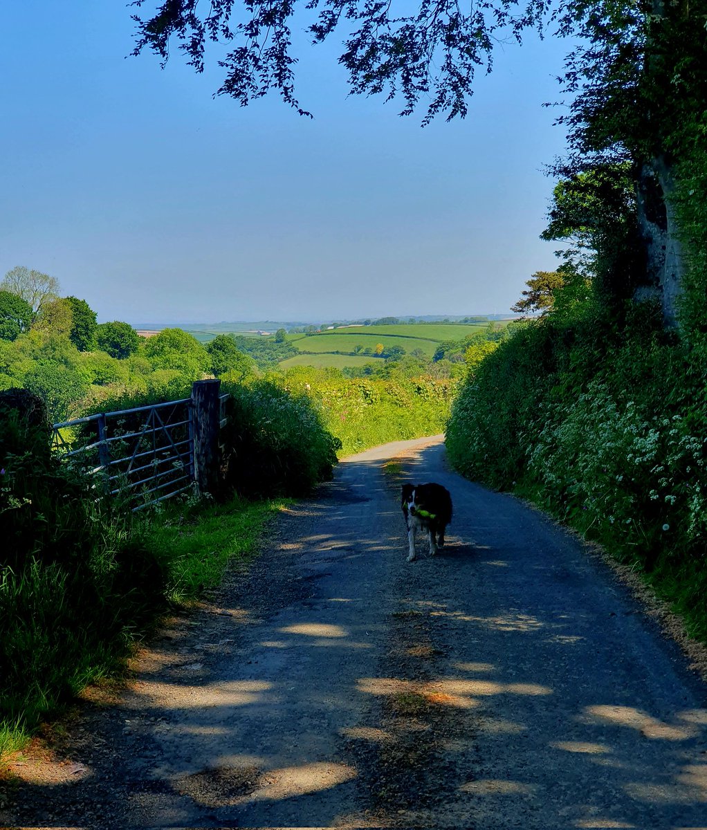 hjgough's tweet photo. Finished last week's #SlowWay today, Holsworthy to Great Torrington (HolGre2). Had to re-route due a blocked footpath, but an easy tho long walk. #Devon #Holsworthy #GreatTorrington #DogsUsingSlowWays https://t.co/mJ5HzAkx2J