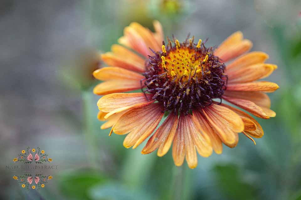 NaturalAbstrac1's tweet photo. 🔥 Wild & thriving in the Texas heat — the Firewheel (aka Indian Blanket) shows us how to bloom boldly.
Nature never whispers — it blazes. 🌼🌞
#Firewheel #Wildflower #TexasNature #GaillardiaPulchella #NaturePhotography #NativePlants #BloomBoldly https://t.co/X3qHmynomV