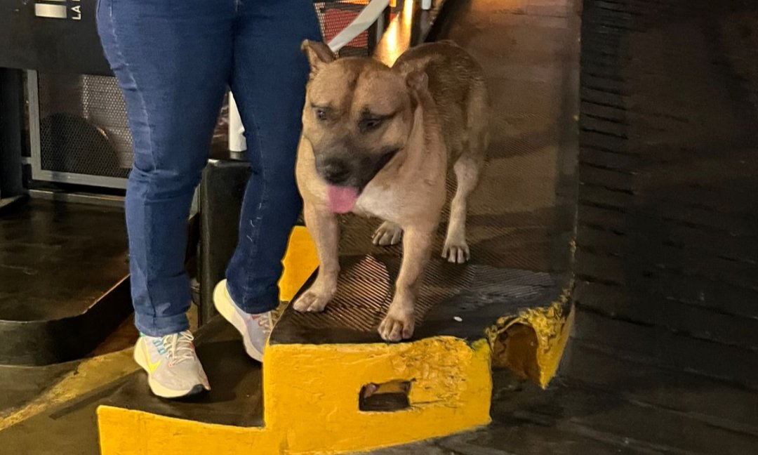 vanenik's tweet photo. Me ayudan a difundir por favor. Apareció este perrito a las 9:30, en la YPF de Directorio 2578 y Varela (flores) Se lo ve bien cuidado, seguro está perdido. Lo retienen lo chicos de la estación de servicio @salvinamusica @JungParkAR @cuervafenix @lamoscatito 🙏🏻 https://t.co/frodTS4VeF
