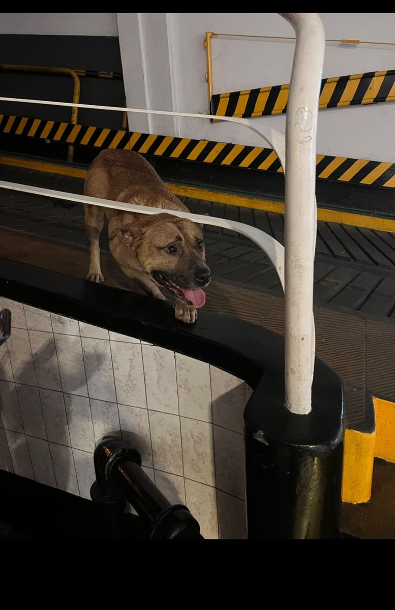 vanenik's tweet photo. Me ayudan a difundir por favor. Apareció este perrito a las 9:30, en la YPF de Directorio 2578 y Varela (flores) Se lo ve bien cuidado, seguro está perdido. Lo retienen lo chicos de la estación de servicio @salvinamusica @JungParkAR @cuervafenix @lamoscatito 🙏🏻 https://t.co/frodTS4VeF