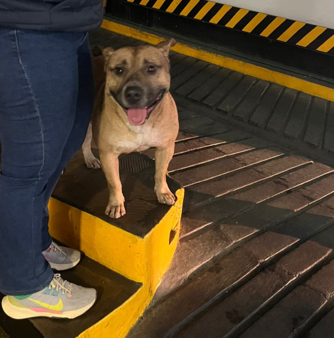 vanenik's tweet photo. Me ayudan a difundir por favor. Apareció este perrito a las 9:30, en la YPF de Directorio 2578 y Varela (flores) Se lo ve bien cuidado, seguro está perdido. Lo retienen lo chicos de la estación de servicio @salvinamusica @JungParkAR @cuervafenix @lamoscatito 🙏🏻 https://t.co/frodTS4VeF