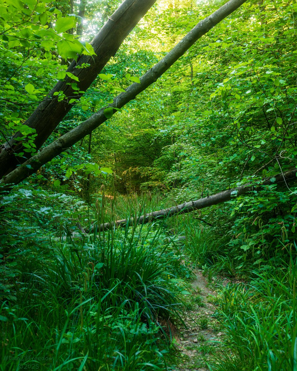 dan23freedom's tweet photo. Trees Block Popular Trail!
·
📷 1/10 sec at f/8,0, ISO 1000, 35 mm standard 24-50mm —👤 #dan23freedom
#Nature #NatureWalk #Trees #Woodland #Germany
#iLoveTrees #ForestPath #FallenTrees #OvergrownTrail #DappledLight #Greenery #TrailAdventures #NaturalObstacle https://t.co/owWUrayAzs