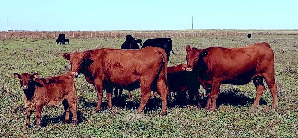 Hilo sobre las cosas buenas que hizo <a href="/JMilei/">Javier Milei</a> por el campo:
1) libero el mercado interno, dejó de intervenir en cadena con los precio cuidados (fin de los aprietes):
Consecuencias: Subió el precio de hacienda y de la leche, mejorando la rentabilidad de los *ganaderos y tamberos*