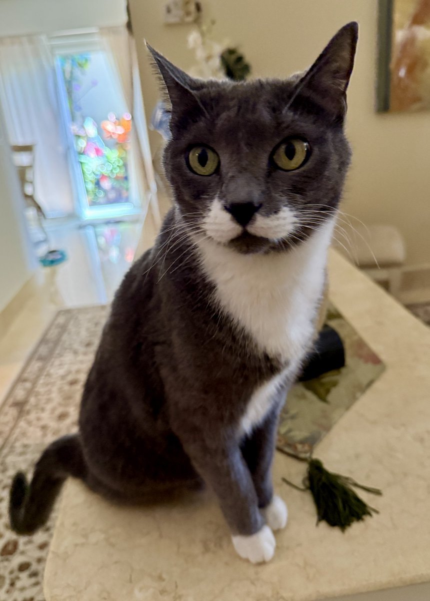 seerosell's tweet photo. Happy Caturday from Luna CatFish who lives in beautiful and warm Boca Raton, Florida! 😻🐠💕🌈 #caturday #happycaturday #bocaratonforyou #bocaratoncats #southflorida https://t.co/7D7Ojn9aAP