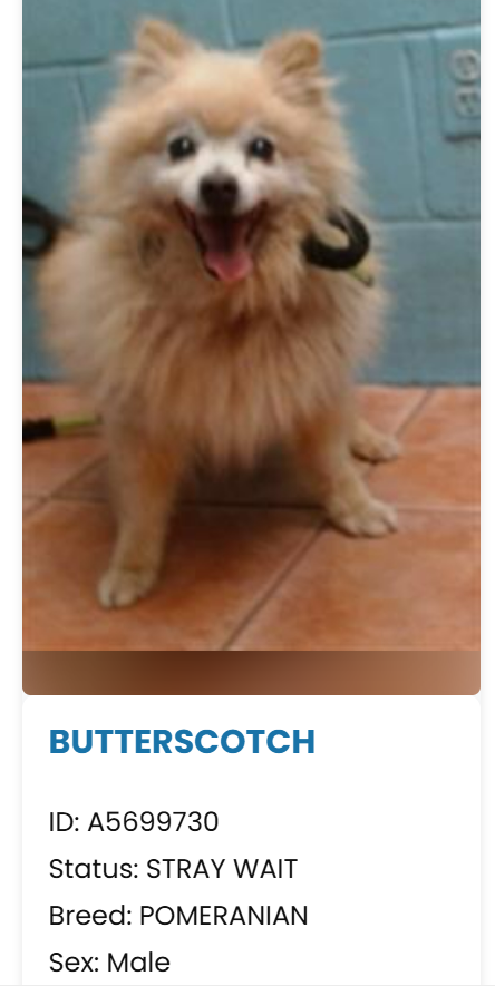 Maple 🐕 🎹 🎸 💙 tweet media