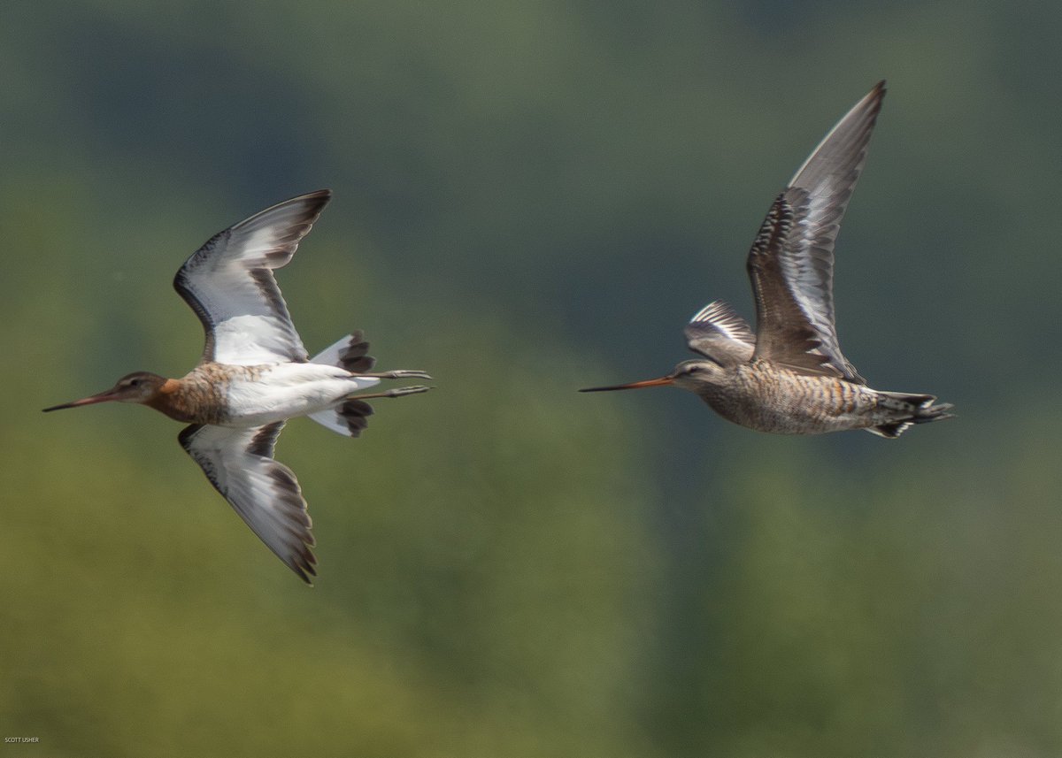 Scott Usher (@sstanpit) on Twitter photo Bit late to the party this morning and the heat haze had set in , however managed to salvage a few in flight shots for comparisons. HUDSONIAN GODWIT Titchfield Haven today a nice lifer and first for Hampshire <a href="/HOSbirding/">Hampshire Ornithological Society</a> <a href="/BirdGuides/">BirdGuides</a> <a href="/RareBirdAlertUK/">RareBirdAlertUK</a> <a href="/freebirdnewsuk/">Free Rare Bird News, UK 🇬🇧</a> Bit late to the party this morning and the heat haze had set in , however managed to salvage a few in flight shots for comparisons. HUDSONIAN GODWIT Titchfield Haven today a nice lifer and first for Hampshire <a href="/HOSbirding/">Hampshire Ornithological Society</a> <a href="/BirdGuides/">BirdGuides</a> <a href="/RareBirdAlertUK/">RareBirdAlertUK</a> <a href="/freebirdnewsuk/">Free Rare Bird News, UK 🇬🇧</a>