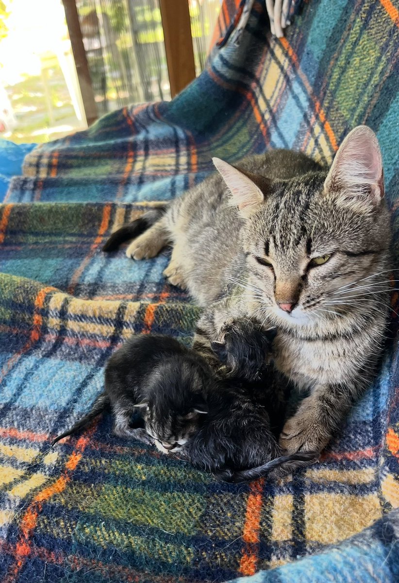 Ebelik zor iş bir daha kimsenin ebesine küfretmeyeceğim