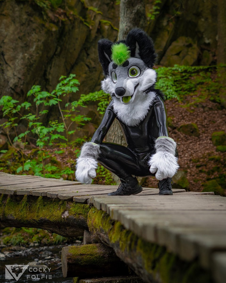 Would you use the bridge, or go around ? 👀

📸: <a href="/CockyFolfieAD/">CockyFolfie</a> 

 #SqueakySaturday