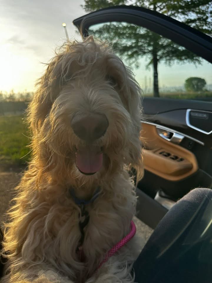 Welcome to NJ, Nemo!  He’s an amazing boy, gentle and sweet. 🐻

To learn more about Nemo and our process, please visit houndsinpounds.org
#neversaynever