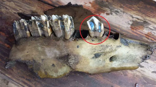 anatoetabio's tweet photo. HILDAKOEN MINERALA!💀🔮
Vivianita burdinezko fosfato hidratatu bat da, materia organikoa deskonposatzen ari den inguruneetan eratzen dena. Giza gorpuetan aurkitu izan ahal da, baita mamut letaginetan eta K.a. 3.000 urteko giza gorpuzkietan ere.
#Minerals #Science #Geology https://t.co/SPrP7djWWF