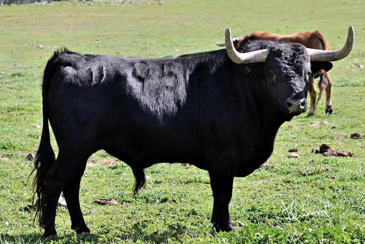 creo que debemos dejar de comparar y empezar a disfrutar. 
brigadier y frenoso, frenoso y brigadier.
excelsos cada uno con sus defectos (pocos) y virtudes.
para mí, de vuelta al ruedo lo dos.