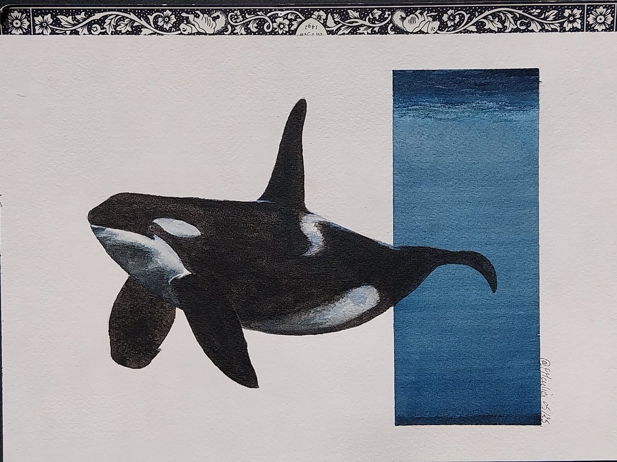 PMarlier's tweet photo. #AquarelleByMoiMême
#aquarelle #watercolors
Orque Épaulard
#orque #epaulard
#orca #killerwhales #baleinetueuse https://t.co/l9NIm1lmWa