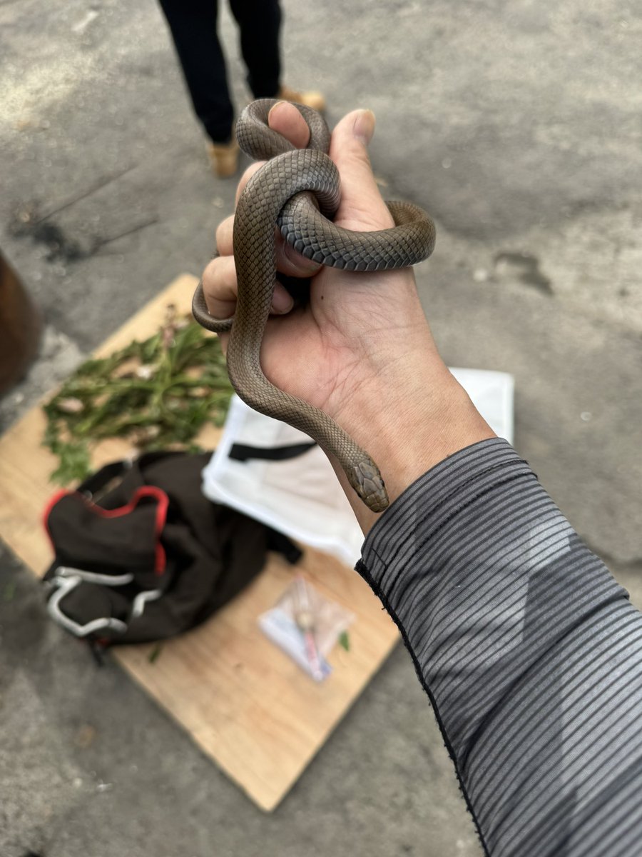 今日はラストねぎとり！
ジムグリ捕まえた🐍
早く採り終わったので来年の為の偵察がてらあちこちまわってたら電波の無いところでまさかのバースト…
ゆっくりバックで電波のある所に30分かけて戻りおじさんにタイヤなど持ってきてもらい難を逃れました😅
今後はスペアを積んで山菜とりをします‼️