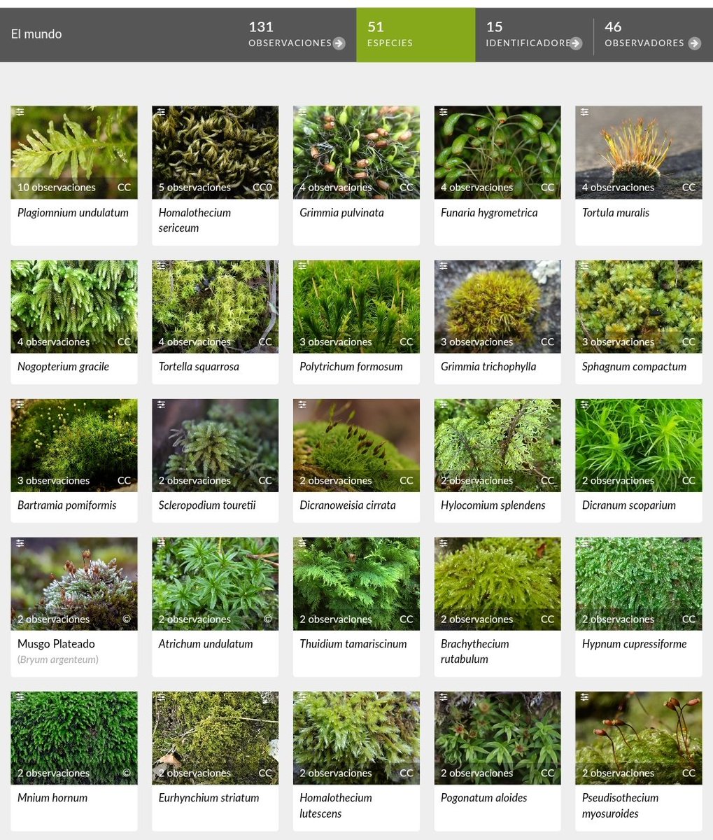 Aunque tenemos mayoría de observaciones de plantas con flores, en el #VBiomaratón no nos olvidamos de otros grupos de plantas. ¡Ya hay más de 50 especies de musgos! Plagiomnium undulatum y Homalothecium sericeum son las más observadas. <a href="/SEBriologia/">SEB</a>

inaturalist.org/observations?p…