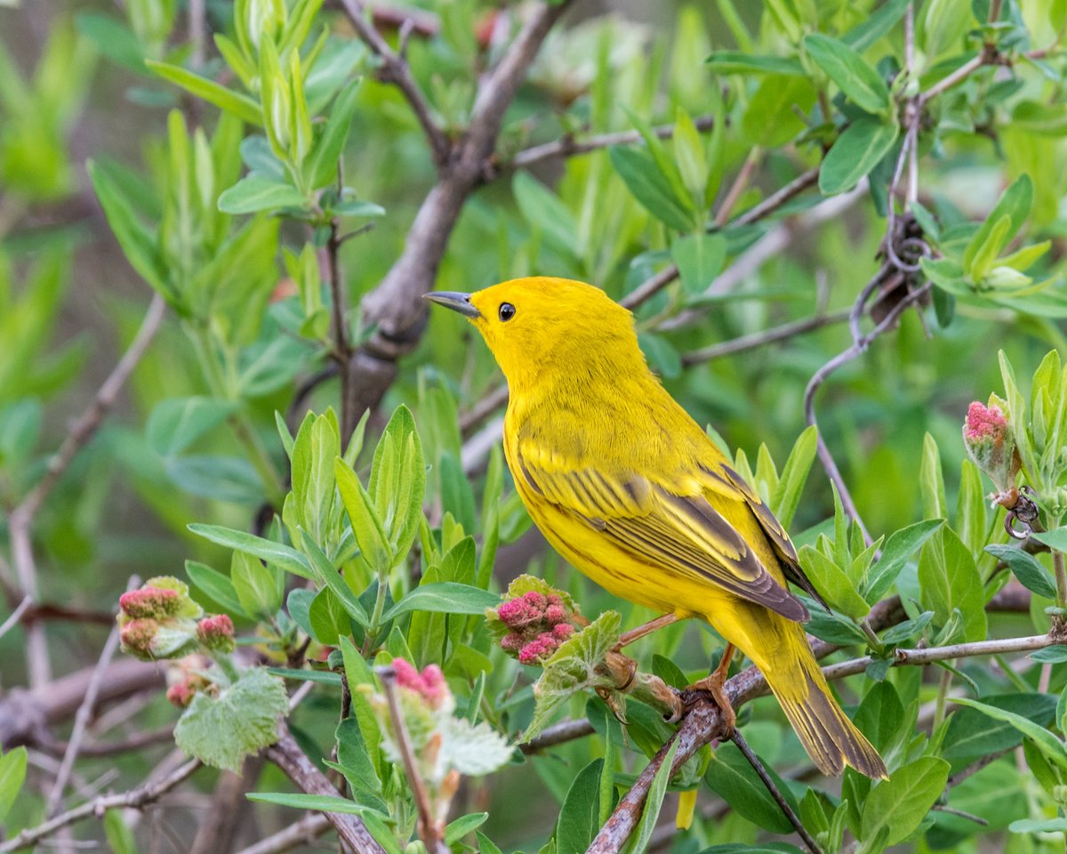 From May 9–18, the shores of Lake Erie come alive with millions of migrating birds—and the birders who flock to see them. Now's the perfect time to step outside, look up and witness the wonder of spring migration in full flight. 🐦👀 

Use our Spring Migratory Birds Binge Walk as