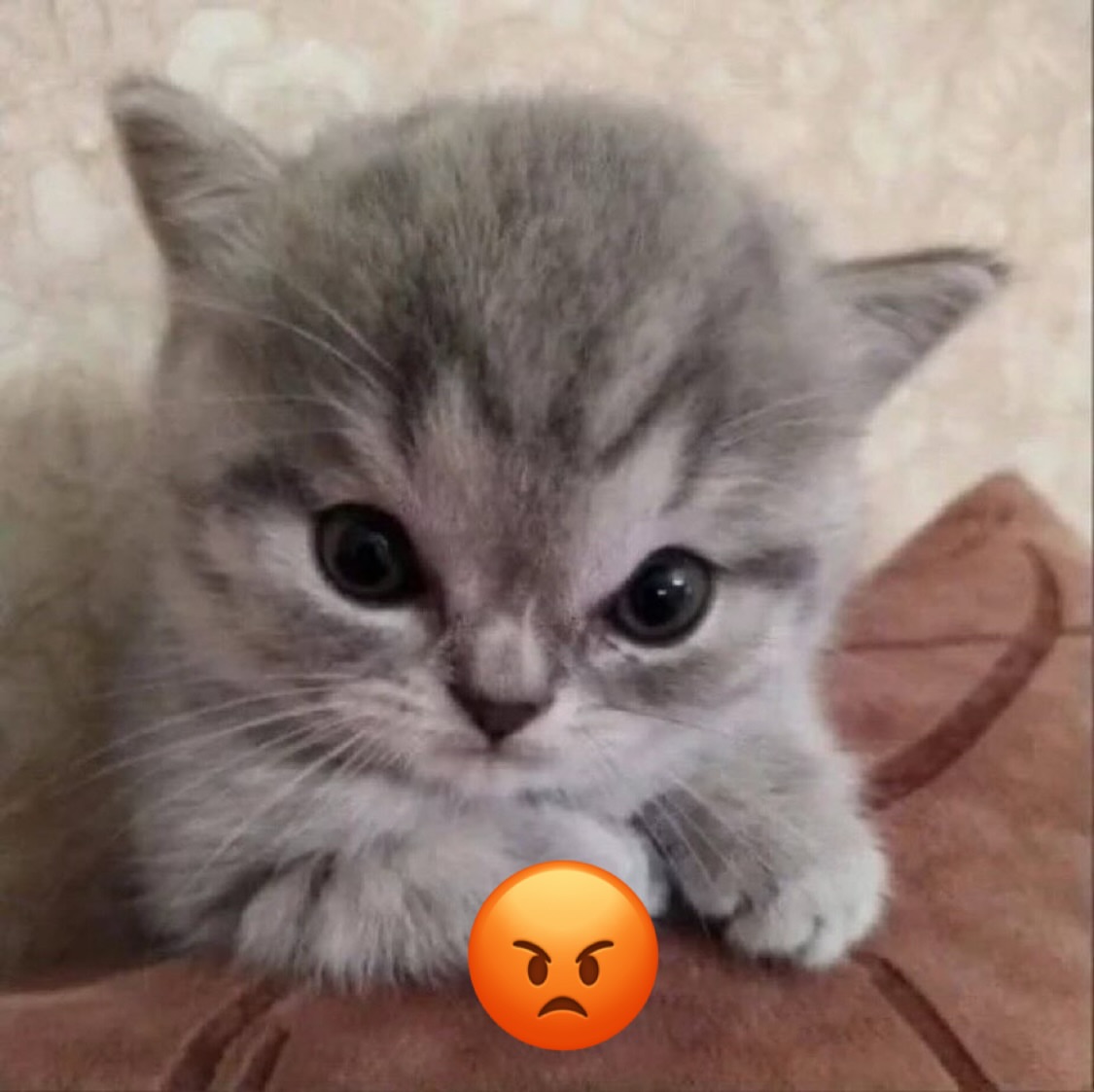 The Cats 𝕏 tweet media