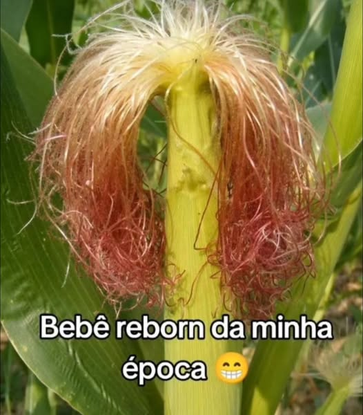 Scheffer🇧🇷🇮🇱 🇺🇸🪕 💻 🐱 🐶 (@scheffer186141) on Twitter photo 