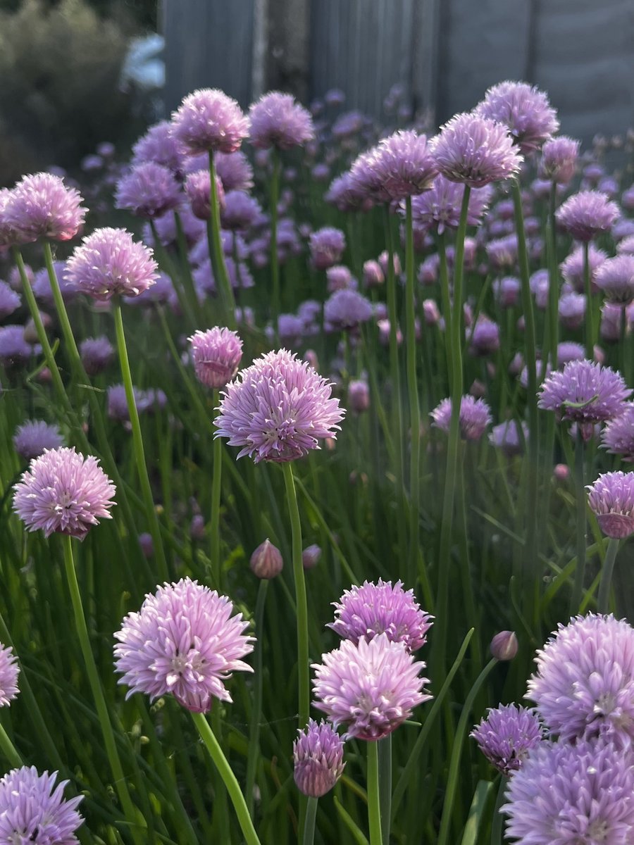 “Chive Talking da da da da dah 🎵🎵🎵🎵<a href="/parkersarms/">Parkers Arms</a>