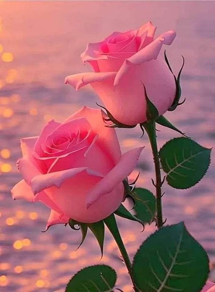 مساء الورد والفل والياسمين على أغلي الناس الحلوة 🌹🌹🌹